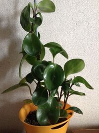 この植物の名前を教えてください ペペロミア オブツシフォリアまた Yahoo 知恵袋