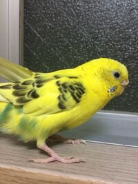 今さっき 飼ってるインコが亡くなりました そこで質問です 目を半開き Yahoo 知恵袋