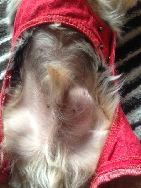 犬１２歳脂肪腫について - １２歳になる、ヨーキー♂です。脂肪腫がで 