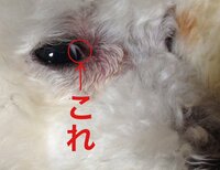犬の目がおかしいんです 犬の眼球の白い部分 白目 に黒のできも Yahoo 知恵袋