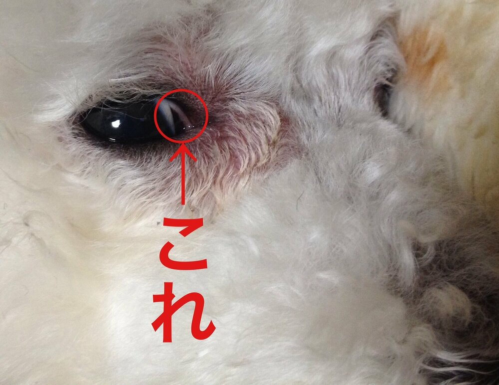 飼い犬の白目部分について飼い犬のトイプードル もうすぐ7歳 が ふと横目を向 Yahoo 知恵袋