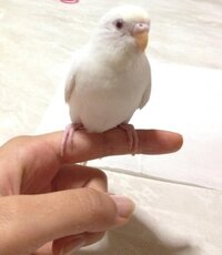 アルビノのセキセイインコを飼いました性別の見分け方を教えてくれません Yahoo 知恵袋