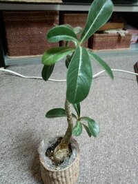 この植物の名前を教えてください 約10年程前にダイソーで買った商品で 名前を忘 Yahoo 知恵袋