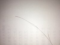 これって枝毛ですか 見た目は傷んだ枝毛に見えますね Yahoo 知恵袋