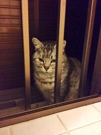 猫に人差し指を突き出すと必ず匂いを嗅ぎにくる という話をよく耳にする Yahoo 知恵袋