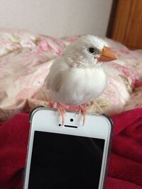 文鳥が首を伸ばす仕草ってどのような意味があるんですか 文 Yahoo 知恵袋