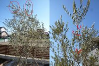 間引き剪定 枝抜き剪定 とは簡単にいうとどのようなものなのでしょうか Yahoo 知恵袋