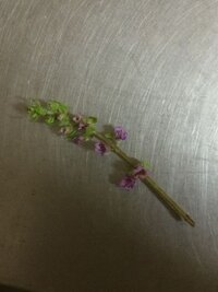 お刺身についている花って食べられますか 花を叩いて散らばらせて食べている Yahoo 知恵袋