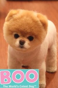 世界一かわいい犬 ミスターウインクルは今も元気なのでしょうか かなり老犬 Yahoo 知恵袋