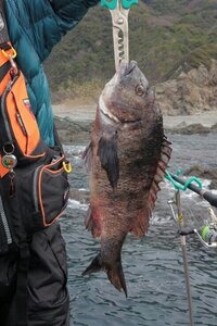 昨日夜釣で 81cmのチヌと思われる魚を吊りあげました チヌならば記録 Yahoo 知恵袋