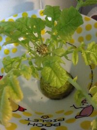 大根の葉からなんか生えてきました これは花のつぼみとかですかね Yahoo 知恵袋