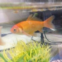 金魚が一日でぼろぼろ ヒレ等 になって死んでしまいました 教え Yahoo 知恵袋