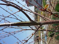 カツラの木の幹に裂けがあります 病気でしょうか 昨年１２月に植えたカ Yahoo 知恵袋