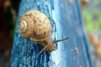 なぜナメクジは気持ち悪いとみんなに嫌われ 塩をかけて殺されるのにカタツム Yahoo 知恵袋