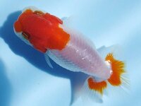 最近 らんちゅう らんちう 蘭鋳 飼育をはじめました 伊勢らんちゅう Yahoo 知恵袋