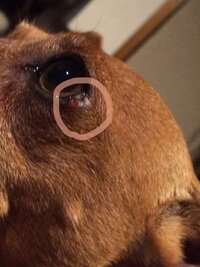 犬の瞼にできもの犬の下瞼にできものができています 大きいし目に当たっていま Yahoo 知恵袋