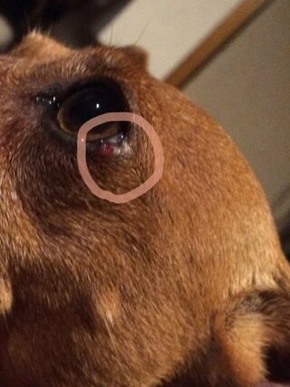 先日 犬の目枠 目の下 に赤いポチッとしたイボのようなものを見つけま Yahoo 知恵袋
