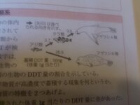 ポケモン剣盾の対戦の話なんですがミミッキュがイバンのみを発動し Yahoo 知恵袋