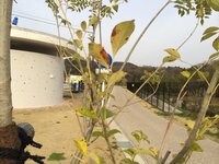 シマトネリコの葉ですが 紫色の斑点が全体的についています 病気でしょうか ど Yahoo 知恵袋