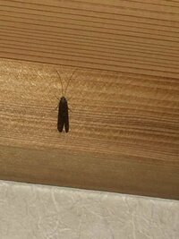 この蛾はなんという蛾でしょうか 大きさは２cm程度ですが ベラ Yahoo 知恵袋