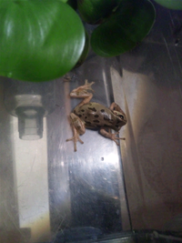 このカエルはなんというカエルですか 体調は2センチぐらいの小さなカエルで Yahoo 知恵袋