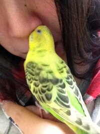 インコが可愛すぎて辛い 皆様の御宅のインコちゃん自慢 お惚気を Yahoo 知恵袋