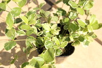 花壇植えでツルニチニチソウと相性のよい植物を教えてください Yahoo 知恵袋