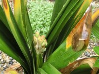 関東でクンシランは地植えで冬越しできますか 今年は鉢植えでさえ Yahoo 知恵袋