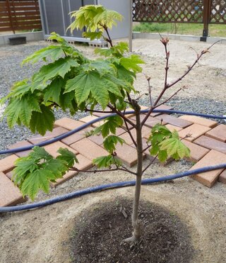 なぜかモミジが一部枯れます 画像付けておきます 植えてから2年 Yahoo 知恵袋