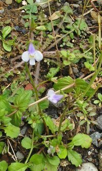空地の雑草だと思います うす紫色の小さな花を咲かせる植物の名前をおしえて Yahoo 知恵袋