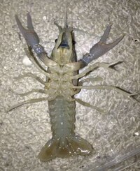 このザリガニの性別を教えてください メスの特徴の産卵孔は画像で Yahoo 知恵袋