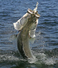 宮崎県や高知県にはアカメという巨大魚がいますか 味はいいですか 私は食べ Yahoo 知恵袋
