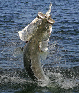 アカメは釣ってはいけない魚 アカメは絶滅危惧種ですか 釣って食 Yahoo 知恵袋