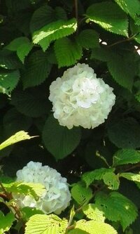 2m位の庭木に大きな白い花の塊がありました この花の名前をおし Yahoo 知恵袋