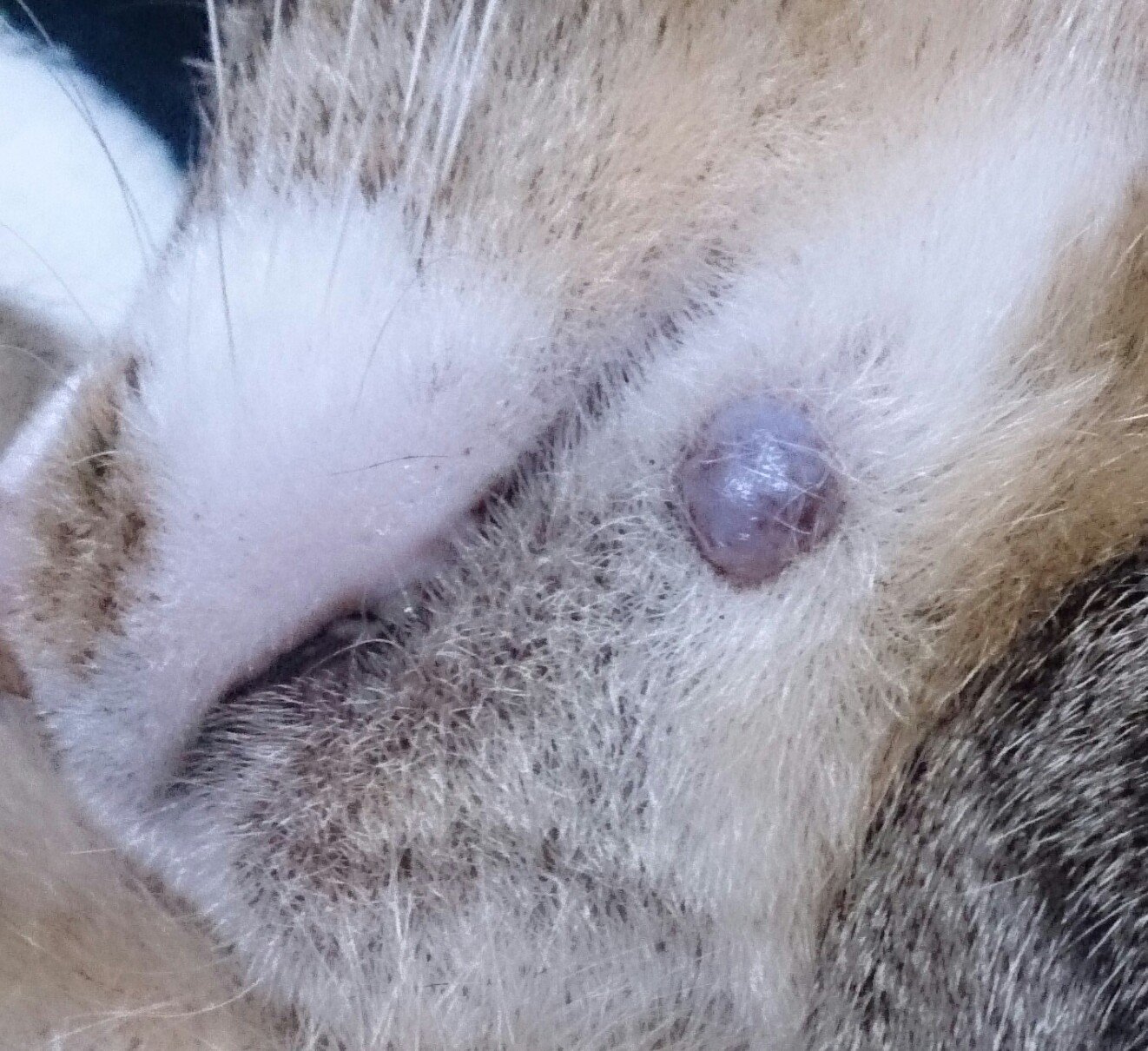 猫についての質問です．先日，現在飼っている猫のあごに写真のような 