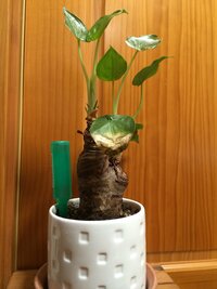 クワズイモを大きくするにはどうすればいいですか 買ってきて大 Yahoo 知恵袋