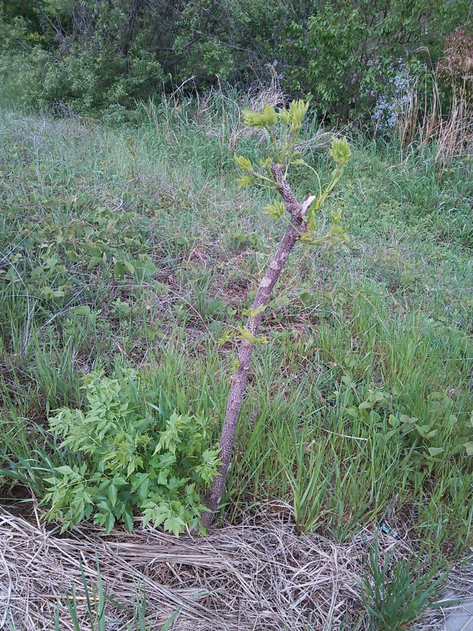 これは食べられる植物ですか 名古屋市の川沿いで食べられる野草を探していま Yahoo 知恵袋