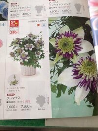 花屋では 一輪でもギフト用にラッピングしてもらえますか 花屋のもので Yahoo 知恵袋