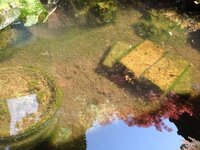 うちの池に毎年こんな風な藻 苔 見たいな物が沢山生えて金魚や鯉が沢山 Yahoo 知恵袋