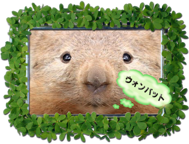 ウォンバットは人懐こいですか 寂しいと人懐こいそうです飼育園 Yahoo 知恵袋