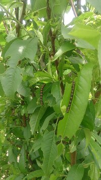 朝起きたら天井から尺取り虫のような幼虫がぶら下がっていました 真っ黒で Yahoo 知恵袋