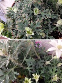 フランネルフラワーの元気がありません 鉢植えで育てているフランネルフラワ Yahoo 知恵袋