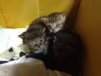 猫の性格について 猫の性格は 育て方で違うと聞きましたどんなふうに育 Yahoo 知恵袋