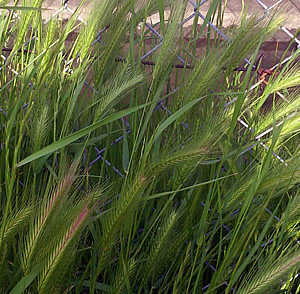 写真の麦に似た植物の名前が分かる方いらっしゃいませんか 用水路のわきに沢山生え Yahoo 知恵袋