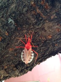 平成26年5月7日大阪市大東市のある公園で発見 桜の木にひっついていた赤い虫 Yahoo 知恵袋