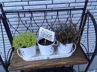 最近はじめて花屋で多肉植物を買いました 買った時のよくある黒い Yahoo 知恵袋