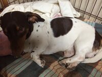 私は今8歳になるミニチュアダックスフンド スムースパイボールド を飼っています Yahoo 知恵袋