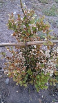 去年植えた西洋ツゲの葉が白くなり 枯れてきてしまいました 水 肥料 Yahoo 知恵袋