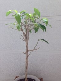 ベンジャミンが根詰まりをしているのですが あまり根をほぐさずに植え替えて Yahoo 知恵袋