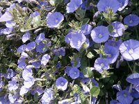 このペチュニアに少し似た花の名前はなんでしょうか 花の直径は３cmほ Yahoo 知恵袋